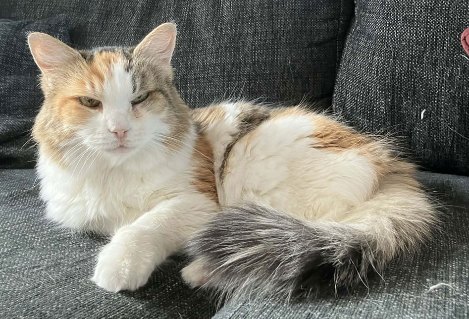 Sibirisk katt Colbie