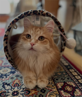 Sibirisk katt Metis