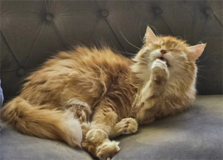 Sibirisk katt Ferrari