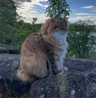 Sibirisk katt Fujita