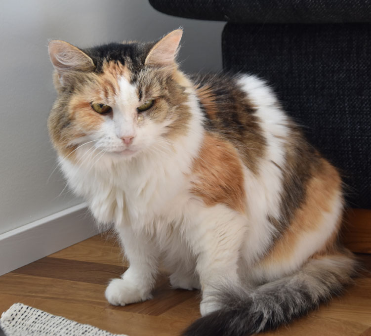 Sibirisk katt Colbie