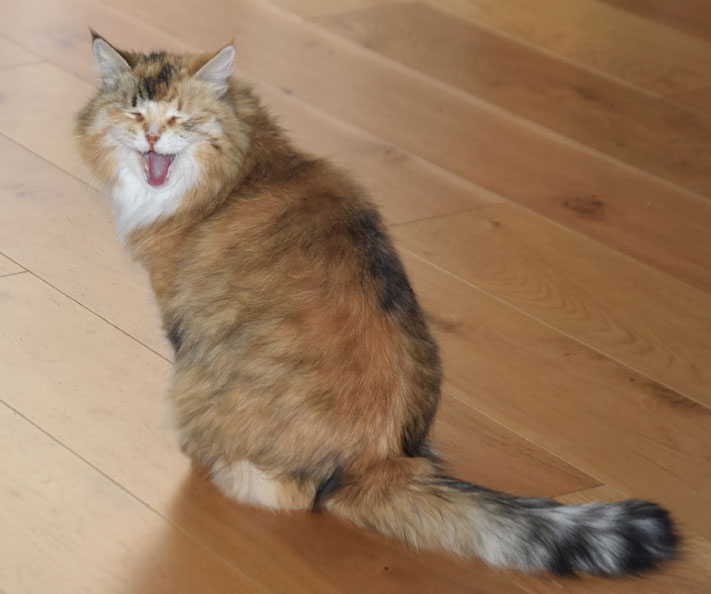 Sibirisk katt Dani