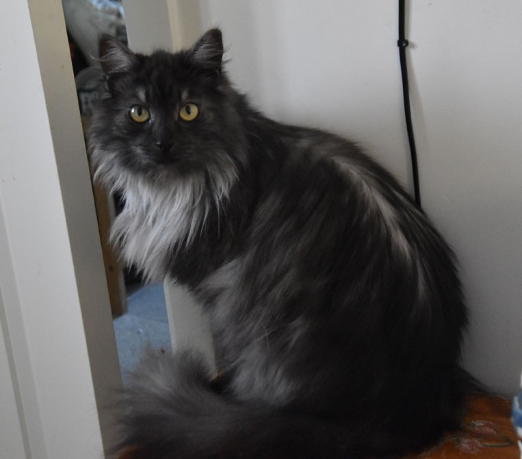 Sibirisk katt Sir Skip