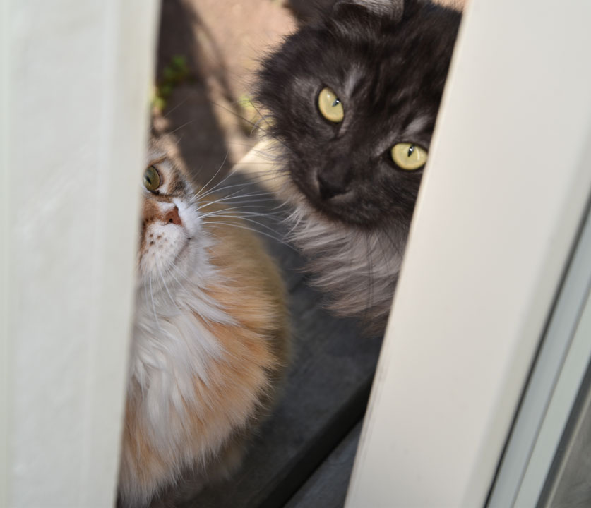 Sibirisk katt Uni o Skip