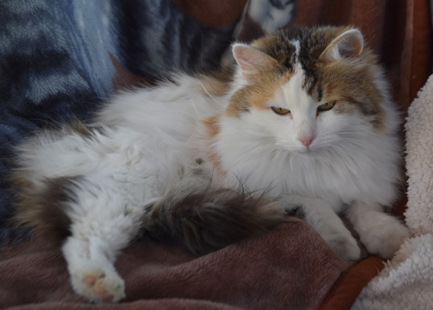 Sibirisk katt Tracie