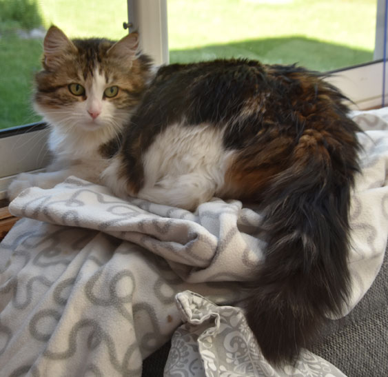 Sibirisk katt Vickie