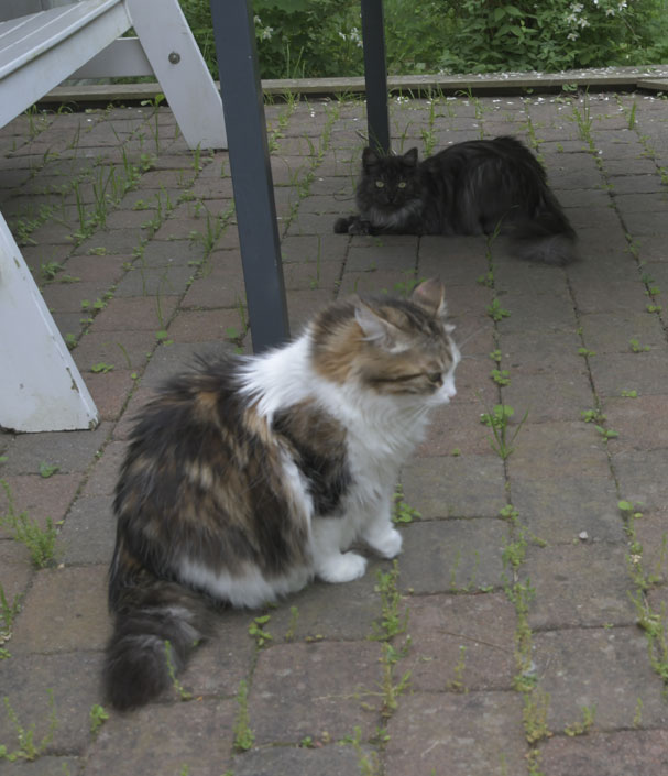 Sibirisk katt Vickie Skip