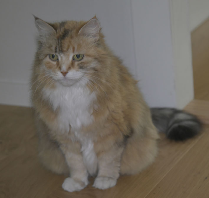 Sibirisk katt Dani