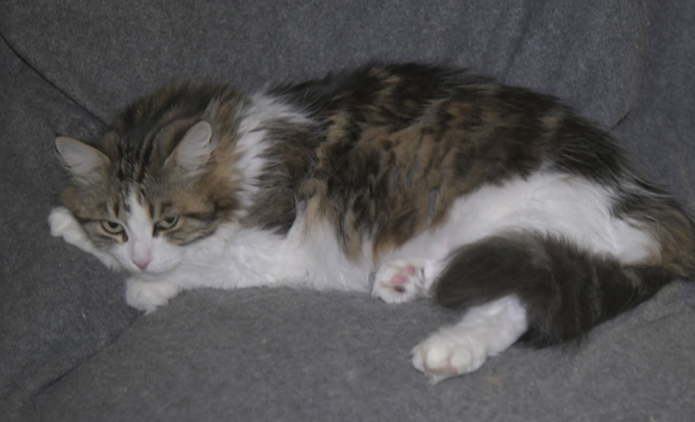 Sibirisk katt Vickie