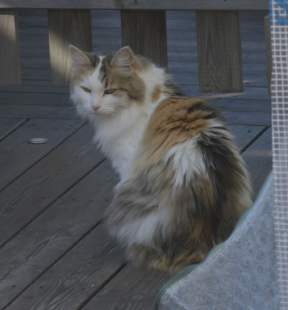 Sibirisk katt Tracie