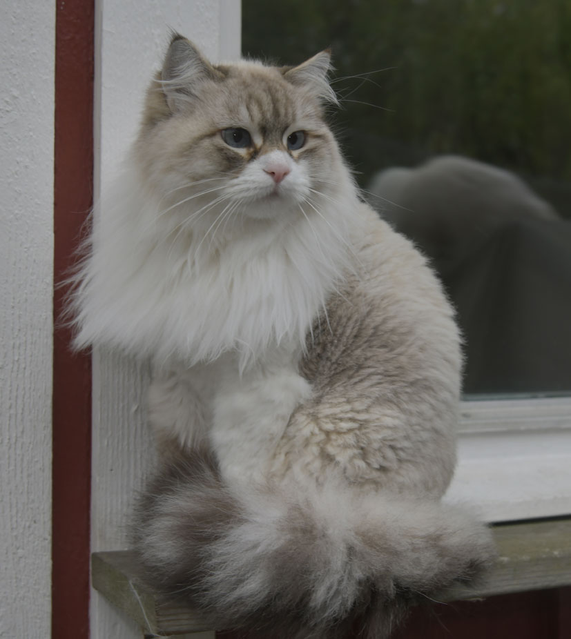 Sibirisk katt Skip