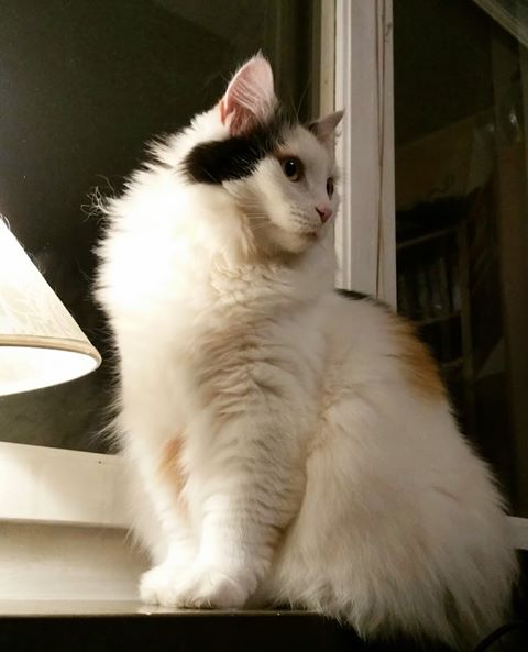sibirisk katt Iras
