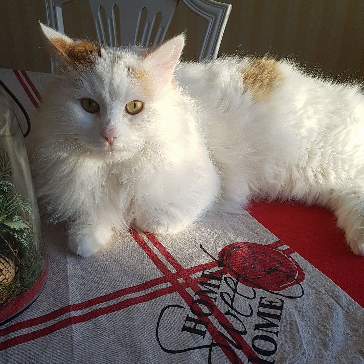 sibirisk katt Mozart
