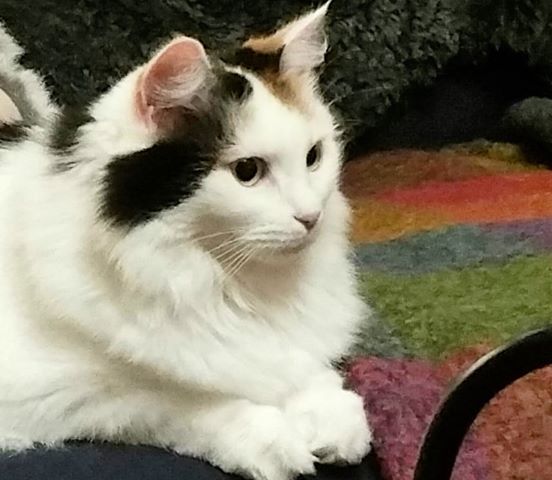 Sibirisk katt Iras