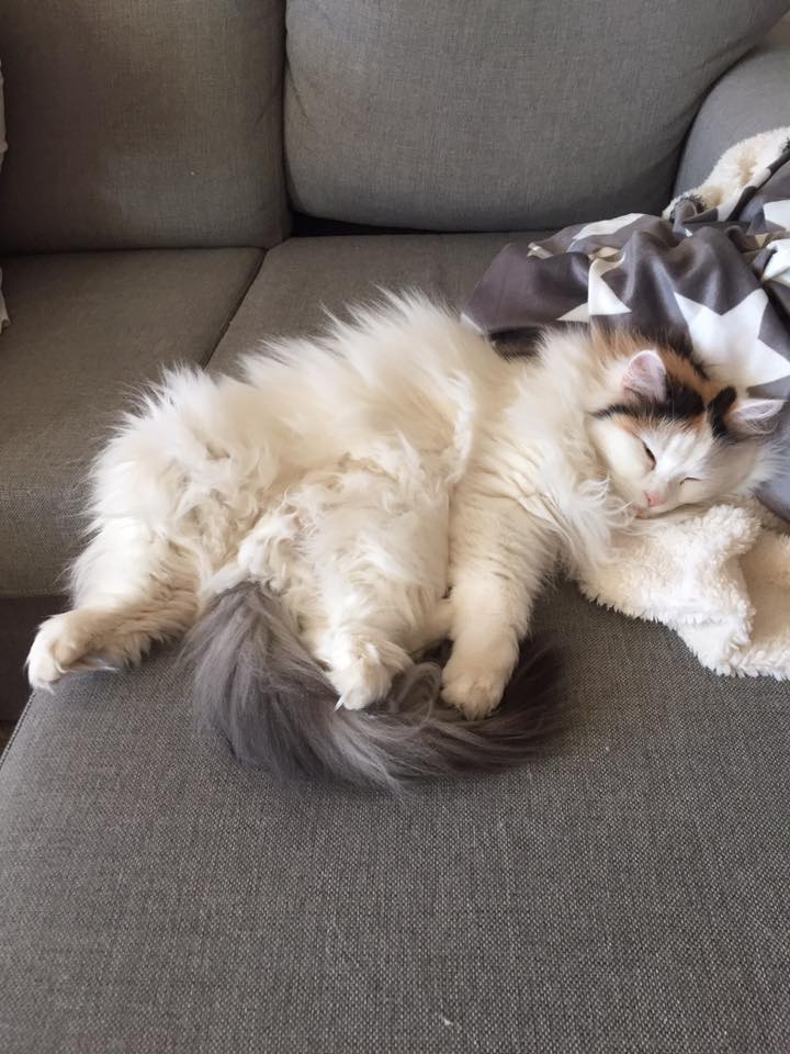sibirisk katt Nova