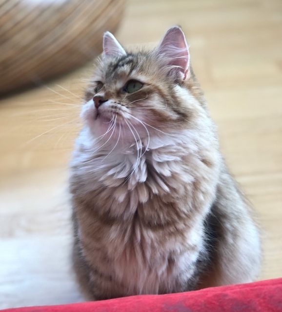 Sibirisk katt Yetta