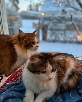 Sibirisk katt Ricco o Edda