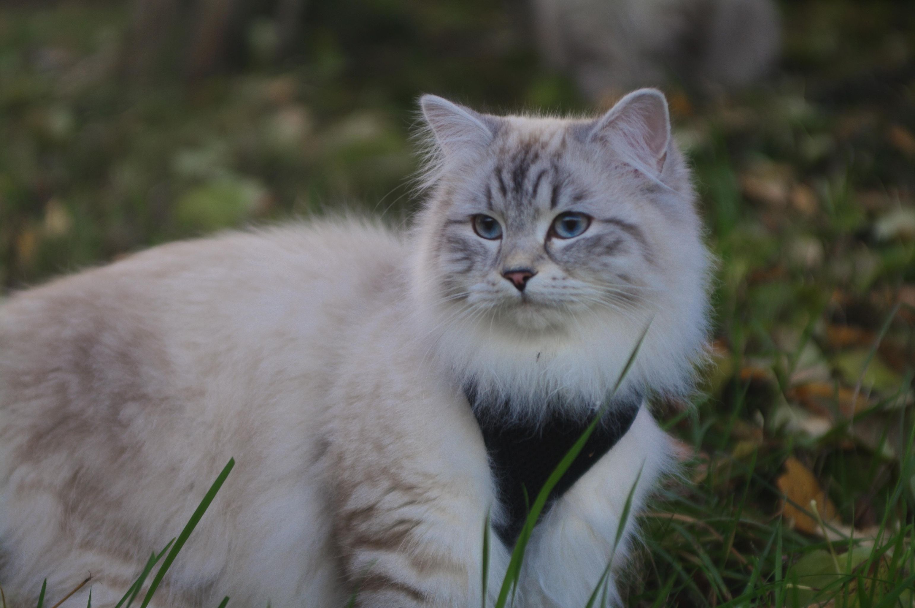 Sibirisk katt Bino