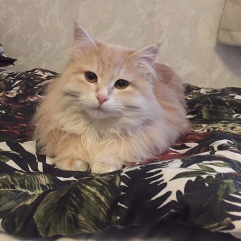 sibirisk katt Magni