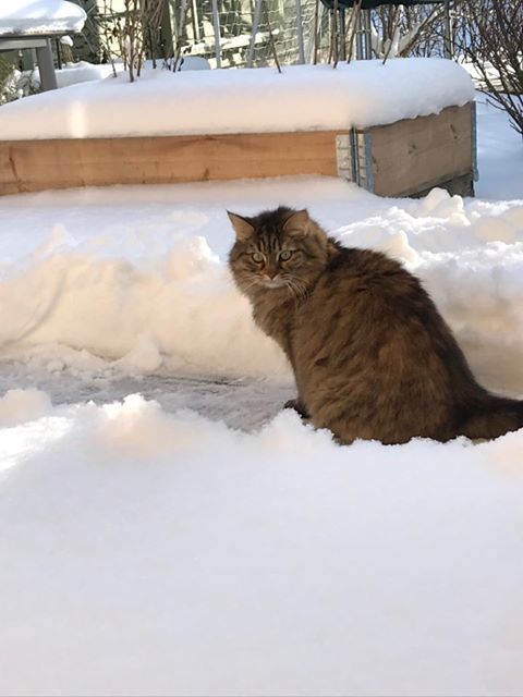 sibirisk katt Galaxy