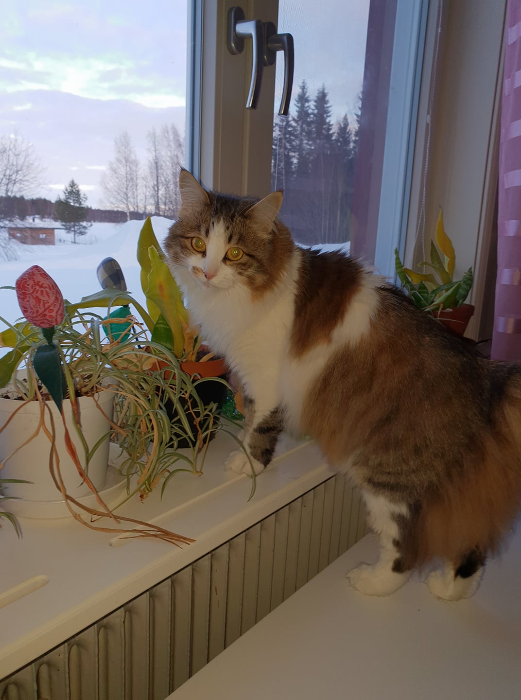 sibirisk katt Electra