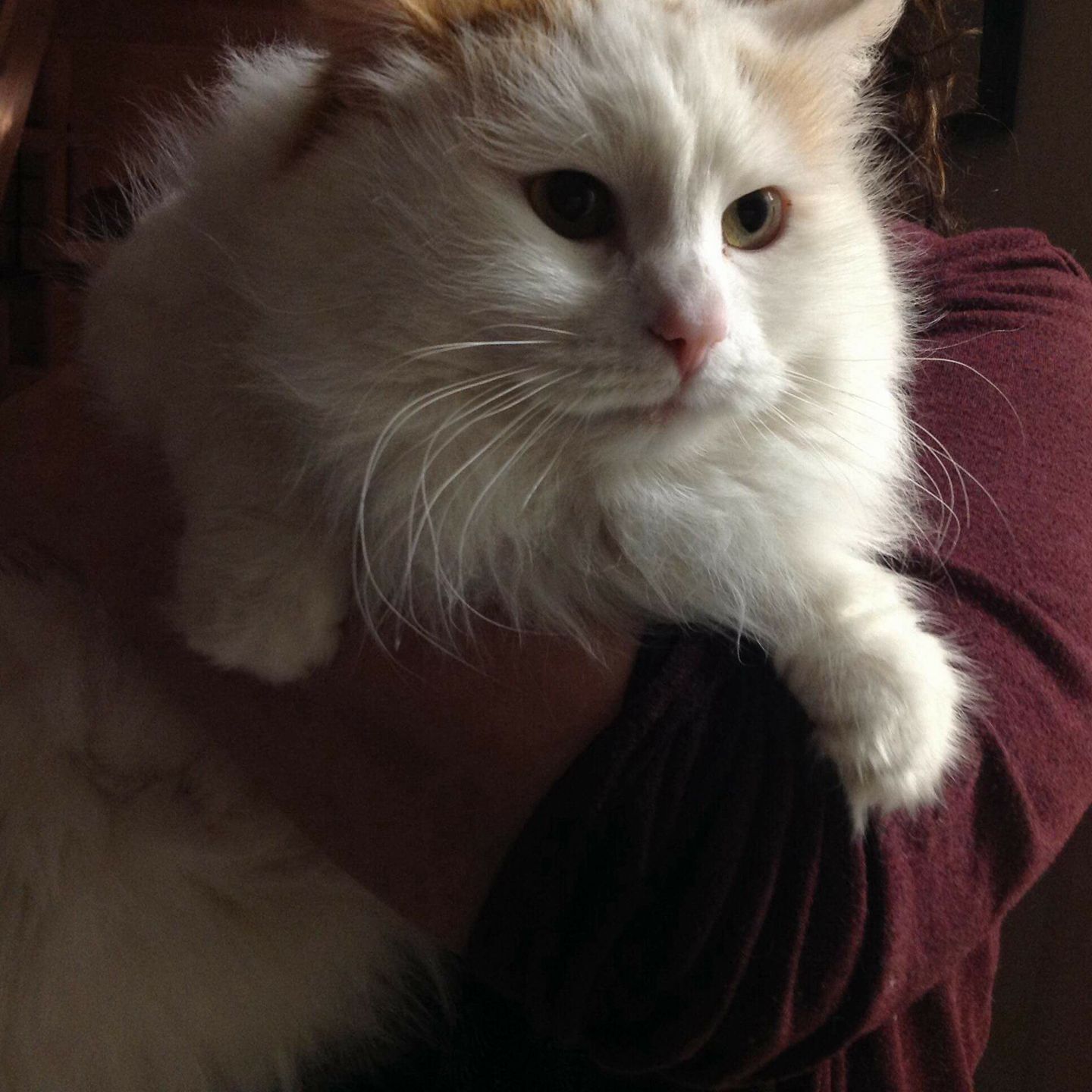 Sibirisk katt Mozart
