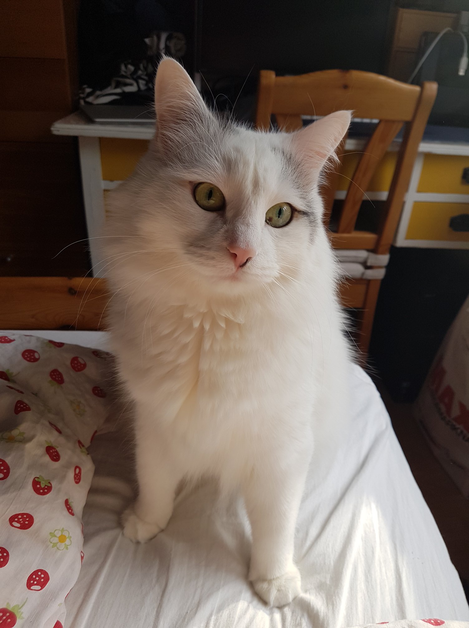 sibirisk katt Mars