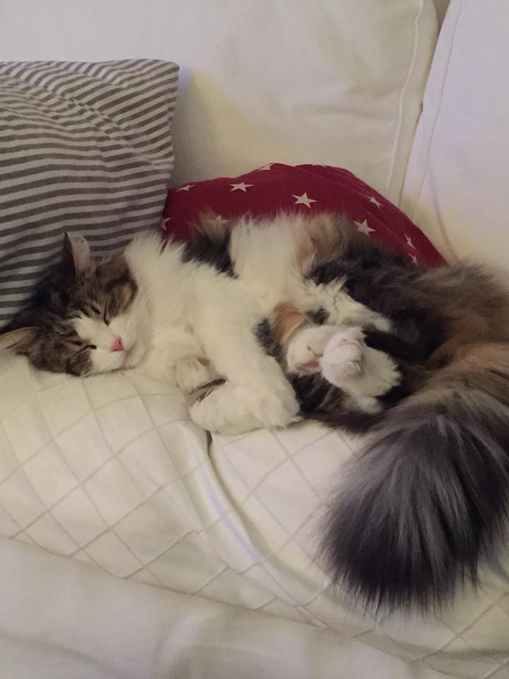 sibirisk katt Elliot