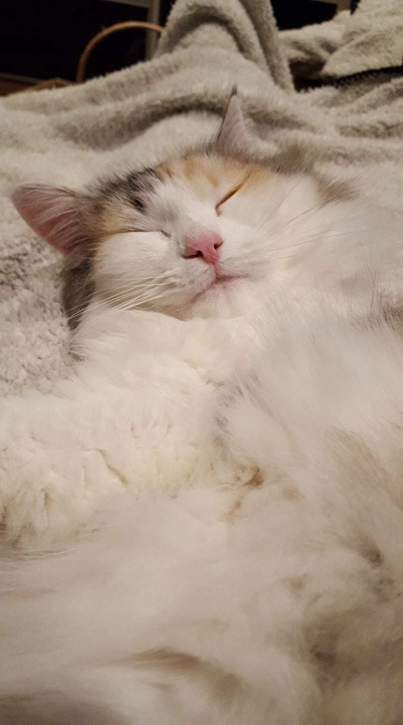 sibirisk katt Gamma