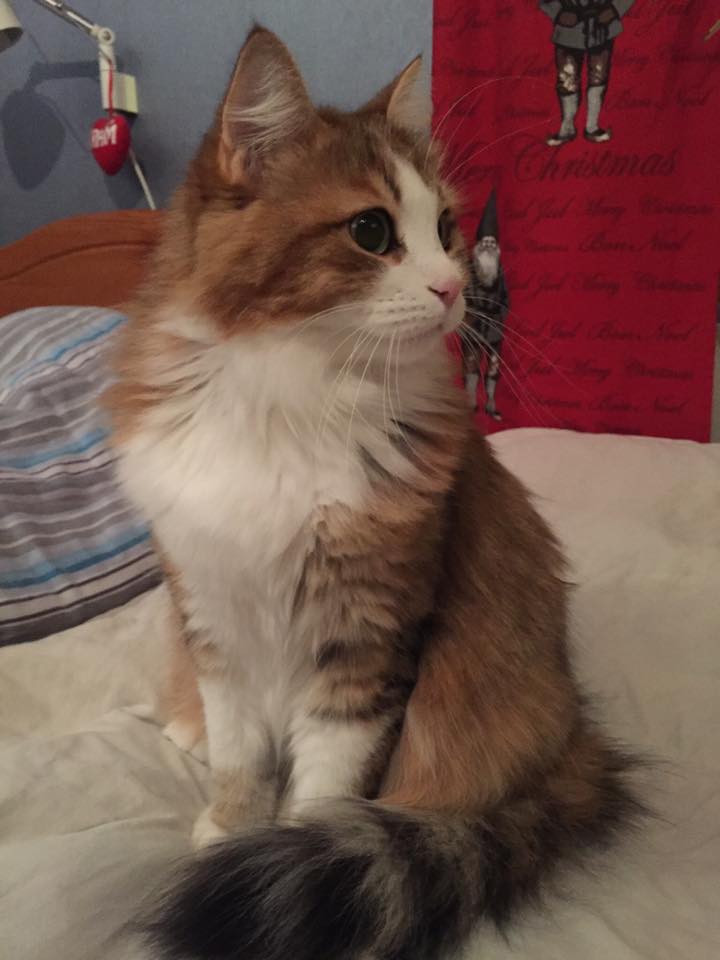 sibirisk katt Elara