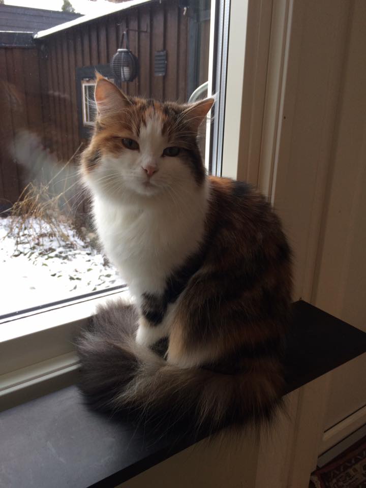 sibirisk katt Katja