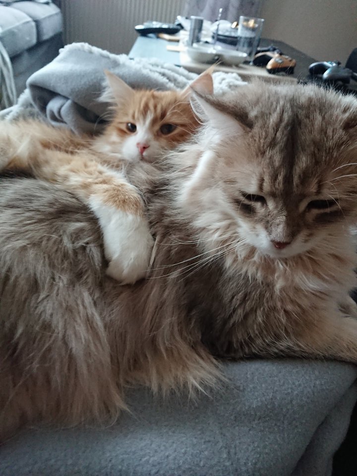 Sibirisk katt Gryphon o Mr. Spock