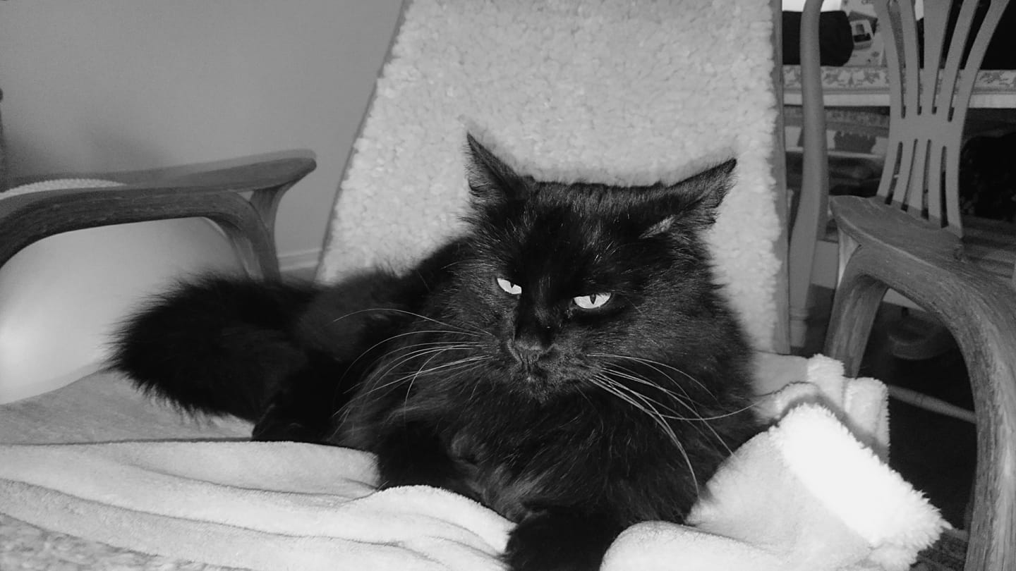 sibirisk katt Juric