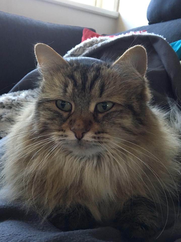 sibirisk katt Juliet
