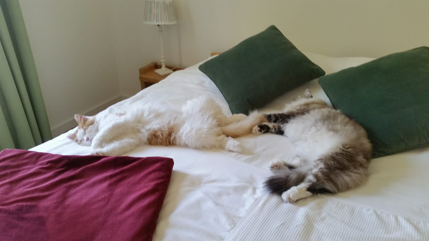 Sibirisk katt Thor Vladimir