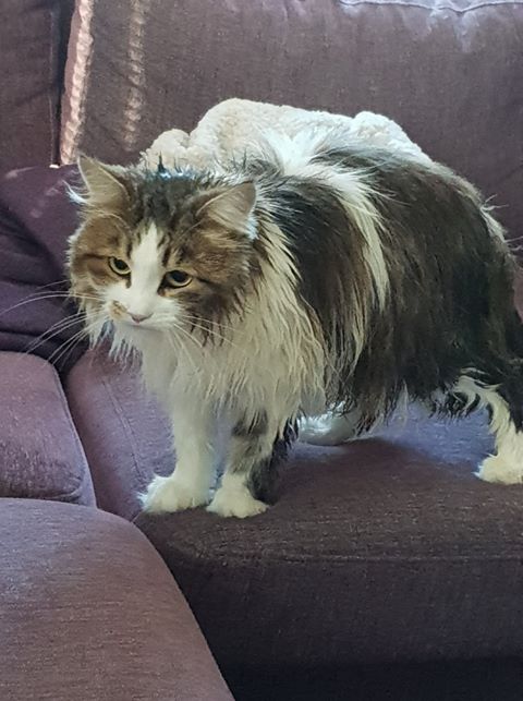 sibirisk katt Electra