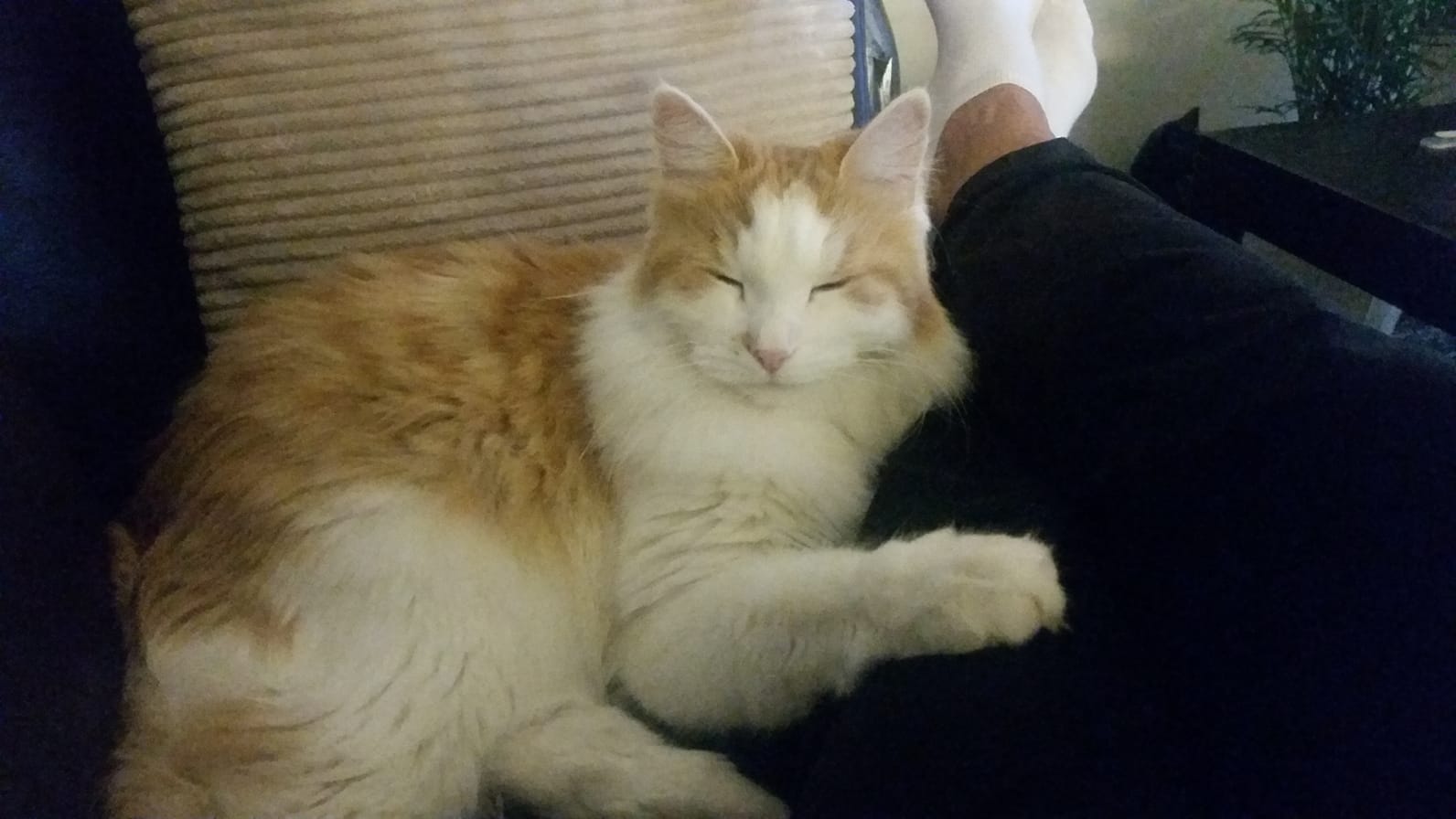 sibirisk katt Thor