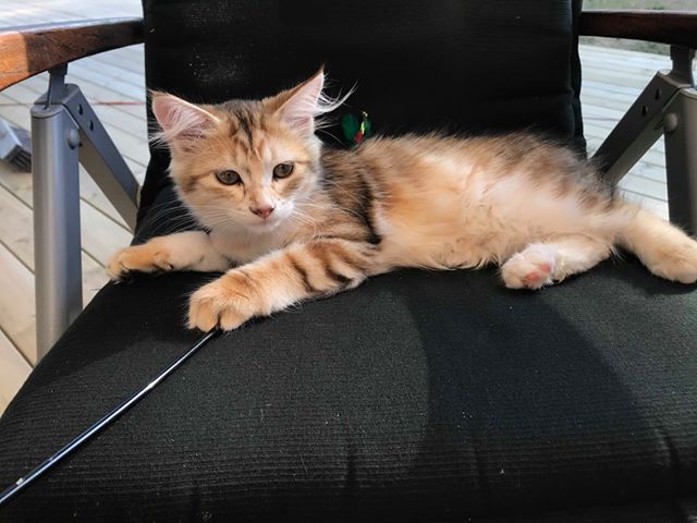 sibirisk katt Quine