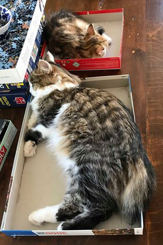 sibirisk katt Kalypso Rhea