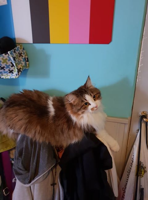 sibirisk katt Electra