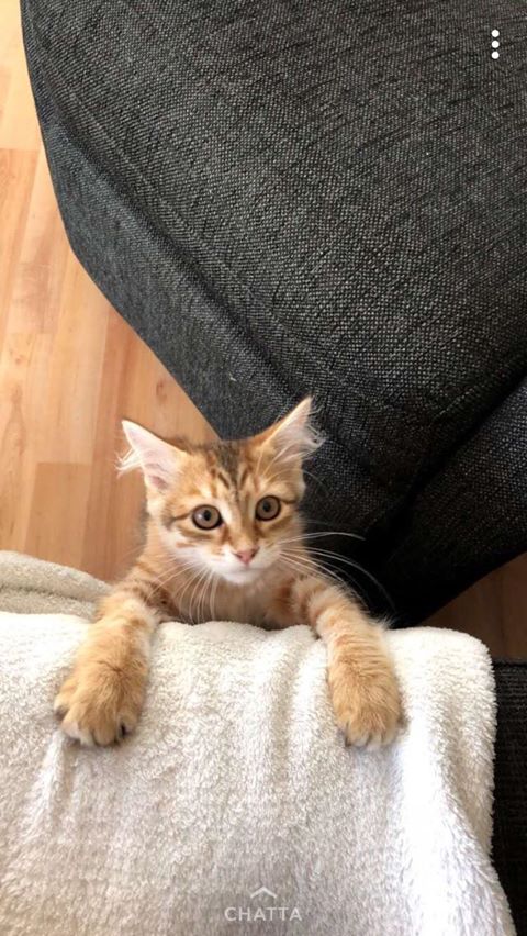 sibirisk katt Quadri