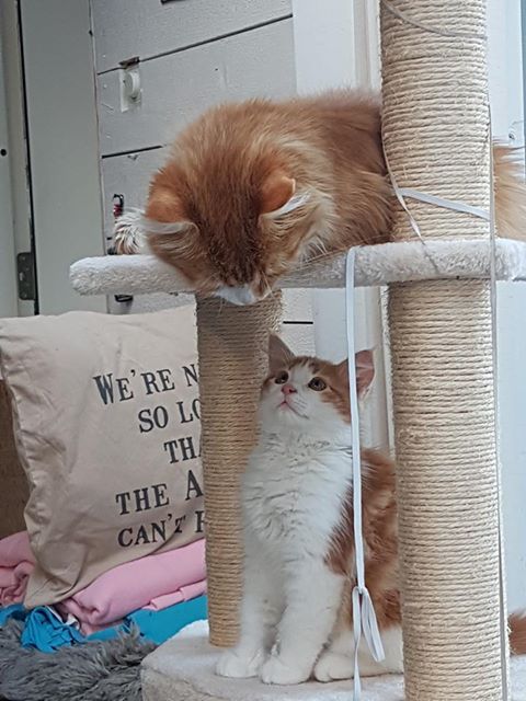 sibirisk katt NeptuneRost