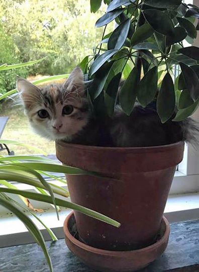 sibirisk katt Rhea