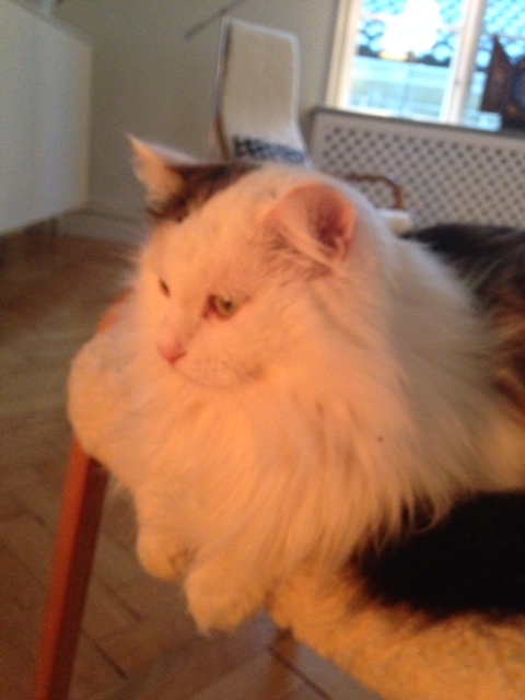 sibirisk katt Olivier