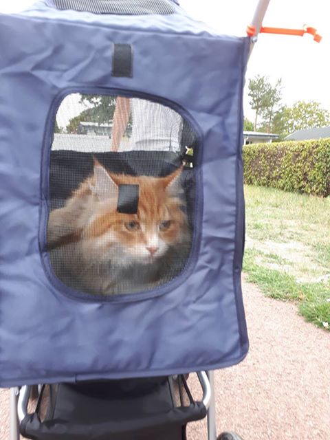 sibirisk katt Ulysses