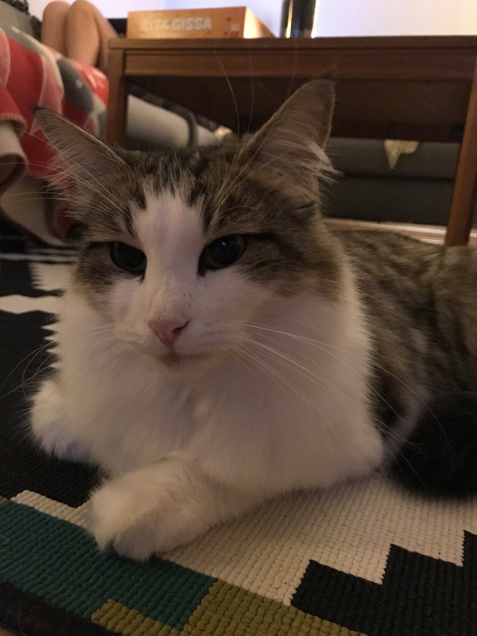 sibirisk katt Hubble