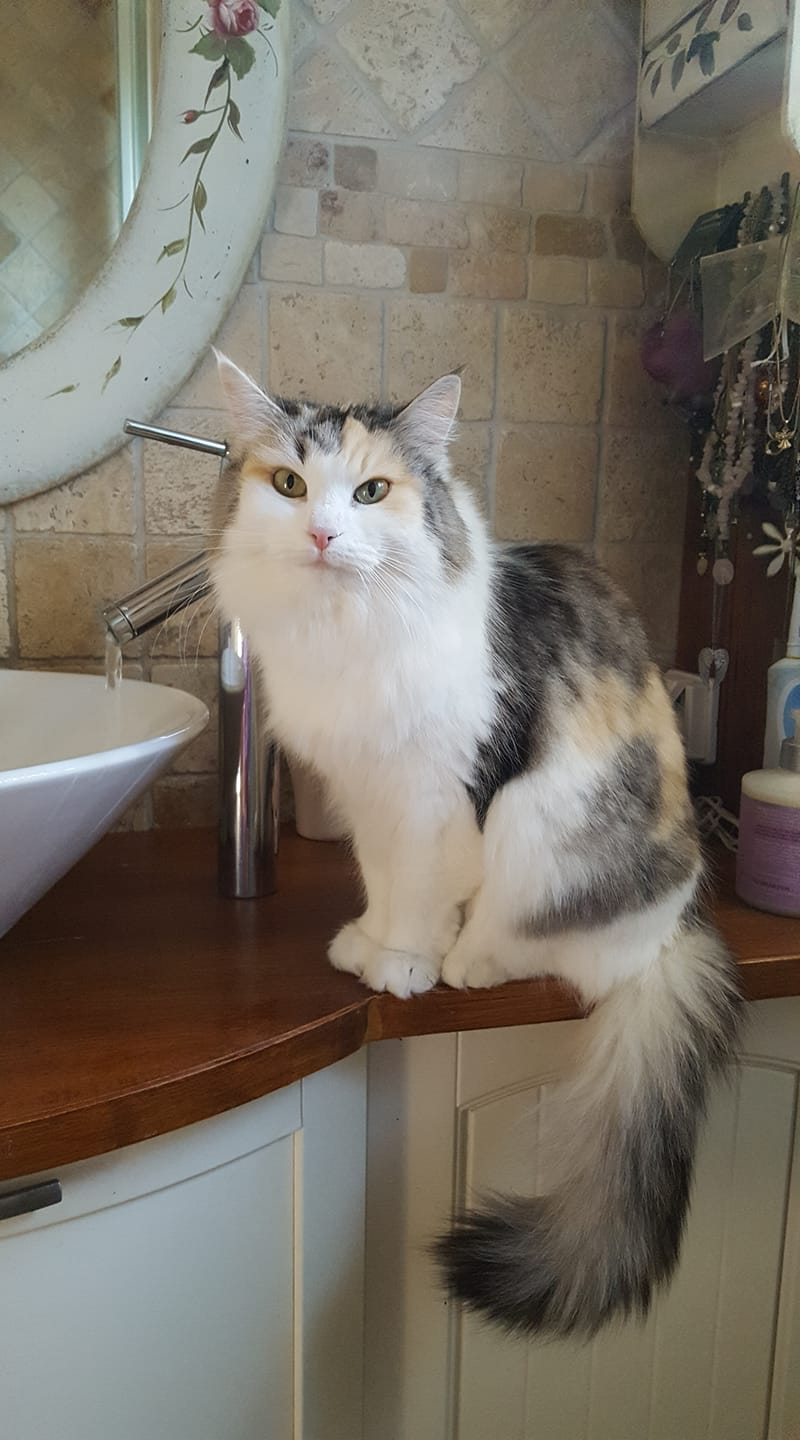 sibirisk katt Gamma