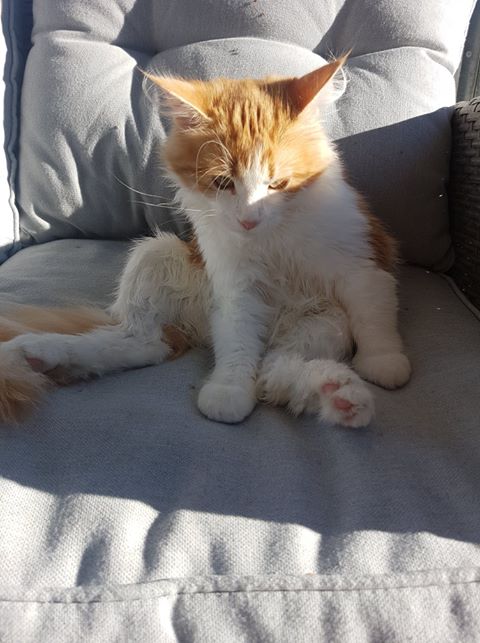 sibirisk katt Rost