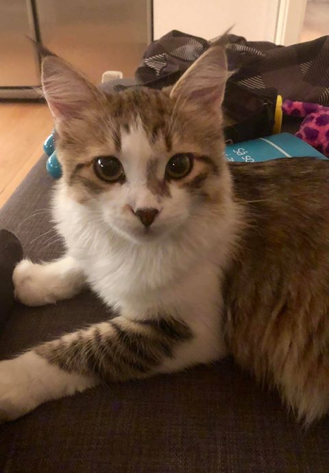 sibirisk katt Ricco