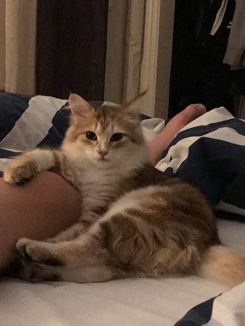 Sibirisk katt Quine